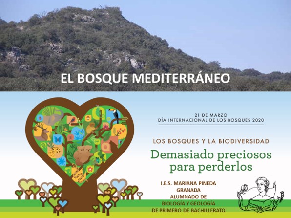 Día Internacional de los Bosques