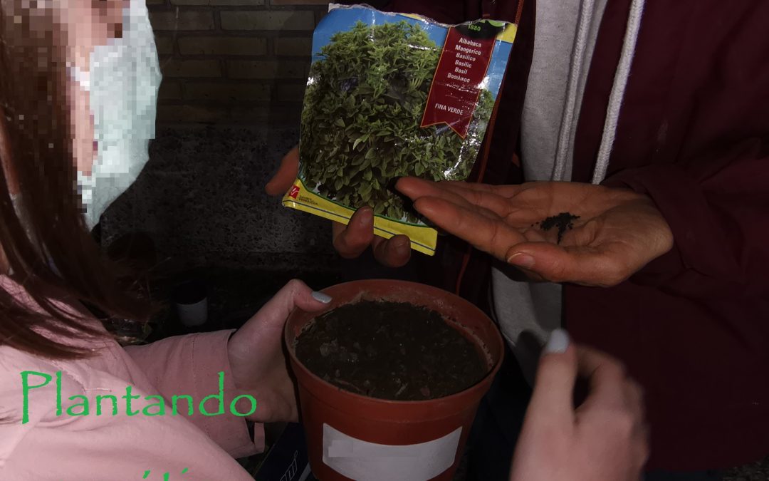 Plantando aromáticas